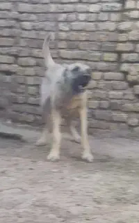 توله سرابی