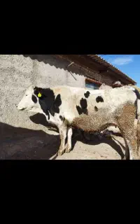 گارگر برای گاوداری میخوام