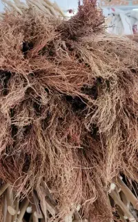 جارو آماده بافت