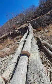 خرید انواع چوب