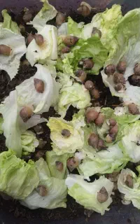 حلزون طبی آرایشی سانتی ده هزارتومان