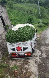 نیازمند ۱۰ نفر برای کار چای در ترکیه