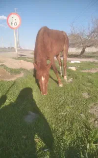 کره اسب 2ساله