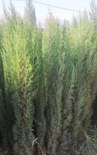 فروش سروناز 2.5 متری درجه یک