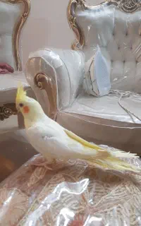 فروش عروس هلندی نر سخنگو