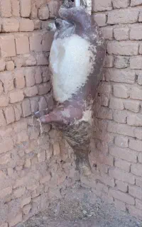 پوست گوسفندی