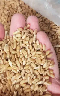 فروش گندم