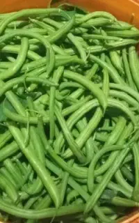 لوبیا سبز