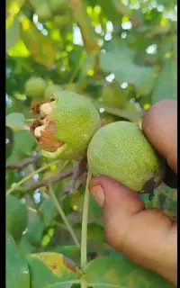 نهال گردوانگو)فیلم ببین اینجاخراسان شمالی هست