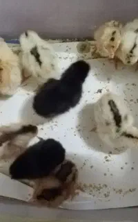 جوجه هایه گلین