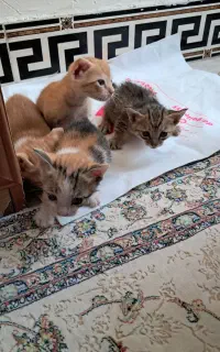 واگذاری گربه