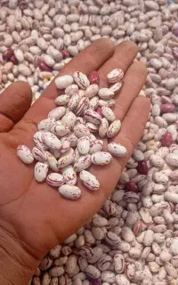 کارگر لوبیا چیدن