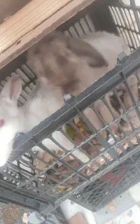 خرگوش