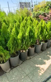 خدمات باغبانی باغچه کاری تعویض خاک گلدان گل و گیاه