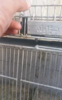 قفس پژاوند