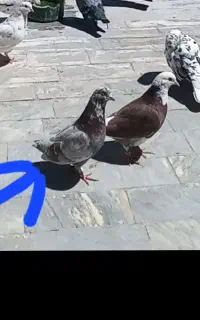 گمشده