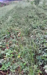 نهال سابرینا