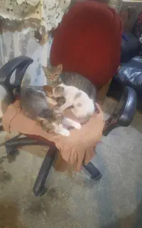 واگذاری بچه گربه.