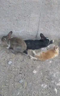 خرگوش