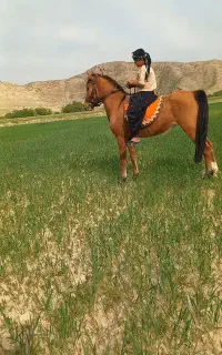 اسب مادیان عربی