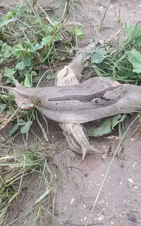 پرورش حلزون