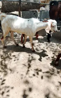 نری چاق