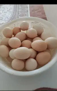 تخم‌مرغ‌محلی‌