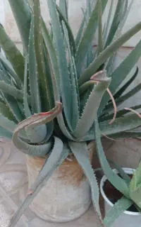 الوئه ورا