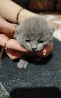 گربه