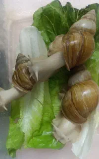 فروش حلزرون