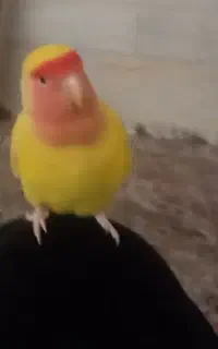 کوتوله زرد