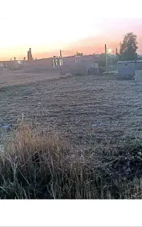 گندم شبرنگ