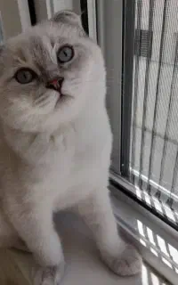 واگذاری گربه اسکاتیش نر