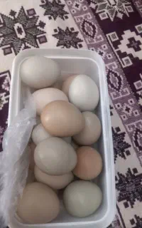 تخم نطفه دار