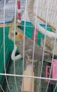 عروس هلندی گم شده