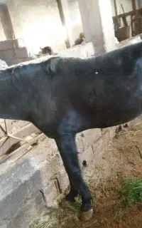 اسب خزر مخصوص سوارکاری