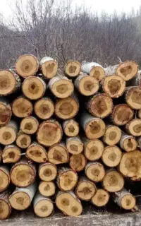 هرس درخت وخرید چوب