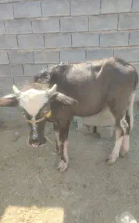 سلام گوساله ماده