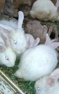 فروش خرگوش لپی دستی