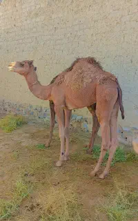 فروش هاشی نر چاق یکساله