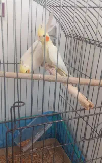 عروس هلندی مولد