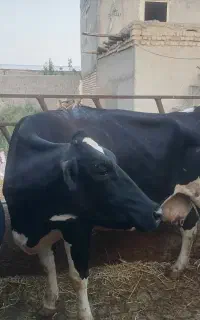 دو رس گاو شیری ولی ته شیر هستن