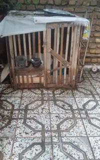 گنجه مرغ و خروس