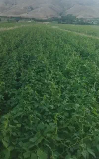 کارگر لوبیا چین دارم