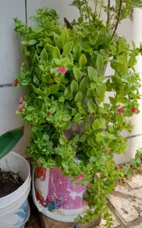 گل ناز همیشه بهار