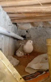 کبوتر نقره ای و نیم طوق