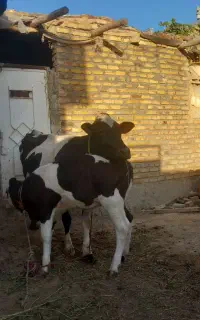 گاو با گوساله سیمنتال اصل