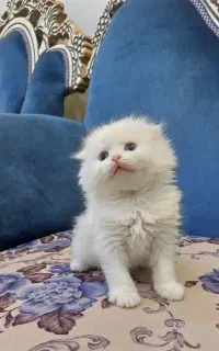 اسکاتیش بیریتیش