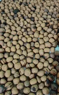 گردوی محلی درجه یک پر روغن