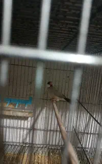 فنج نرگسی شکلاتی